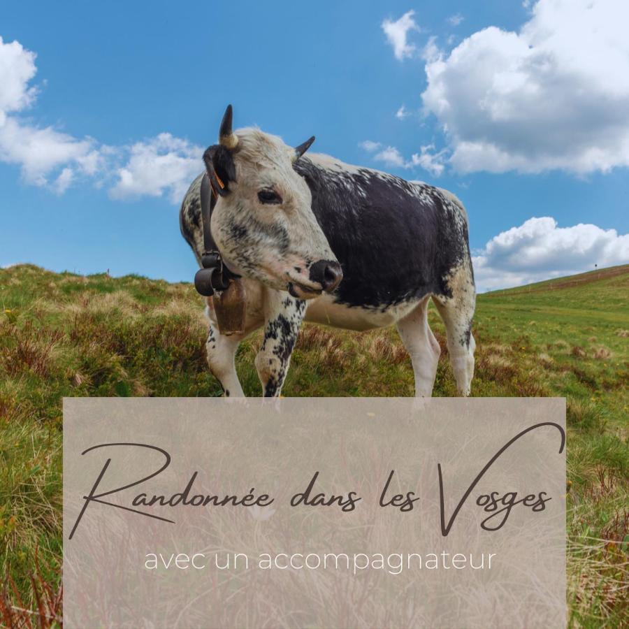 Appartement Le Chamois Kaysersberg-Vignoble Buitenkant foto